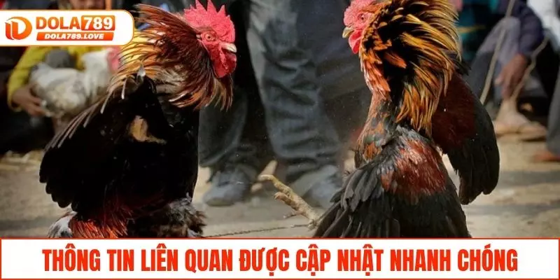 Đá Gà Trực Tiếp C3 - Theo Dõi & Trải Nghiệm Tại DOLA789 Cập nhật thông tin liên quan một cách nhanh chóng
