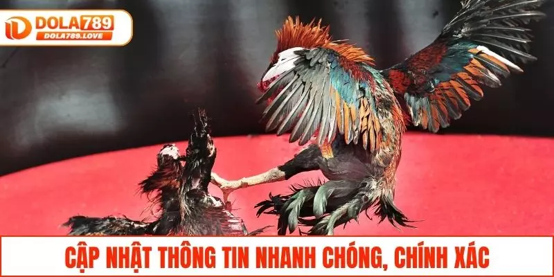 Đá Gà Campuchia - Theo Dõi Trận Đấu Gay Cấn Tại DOLA789 Cập nhật thông tin một cách chính xác, nhanh chóng