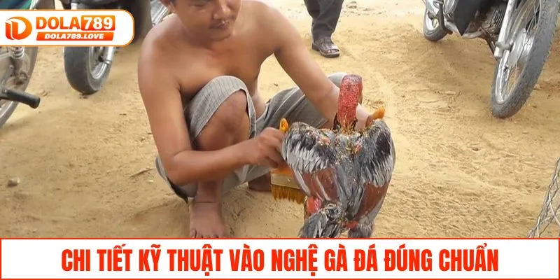 Kỹ Thuật Vào Nghệ Gà Đá Bền Sức Và Lì Đòn Hiệu Quả Chi tiết kỹ thuật vào nghệ gà đá đúng chuẩn