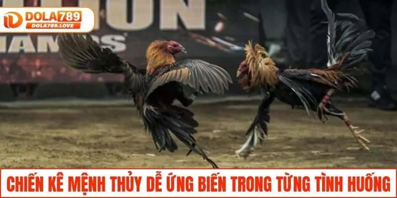Màu Mạng Đá Gà - Bí Quyết Chọn Gà Chiến Thắng Tại DOLA789 Chiến kê mệnh Thủy dễ ứng biến trong từng tình huống