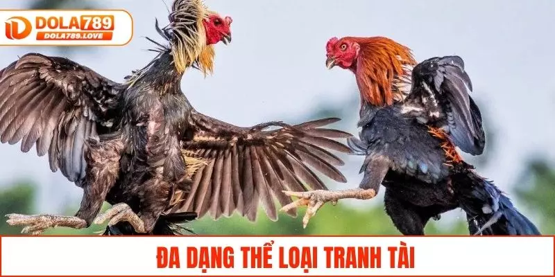 Đá Gà Campuchia - Theo Dõi Trận Đấu Gay Cấn Tại DOLA789 Đa dạng thể loại tranh tài để theo dõi