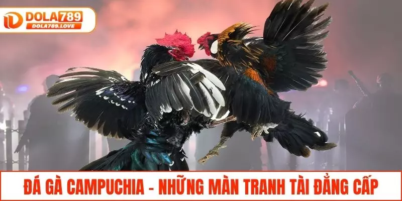 Đá Gà Campuchia - Theo Dõi Trận Đấu Gay Cấn Tại DOLA789 Đá gà Campuchia với những màn tranh tài đẳng cấp