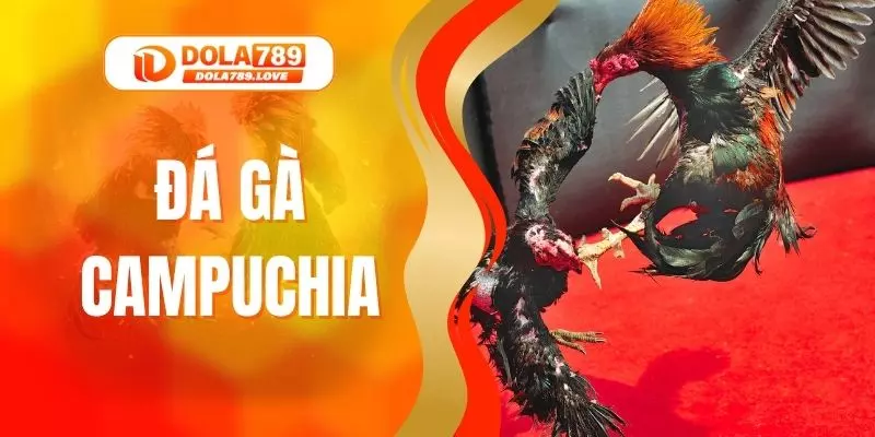 Đá Gà Campuchia - Theo Dõi Trận Đấu Gay Cấn Tại DOLA789 Đá Gà Campuchia - Theo Dõi Trận Đấu Gay Cấn Tại DOLA789