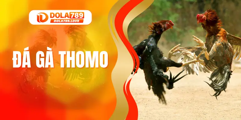 Đá Gà Thomo DOLA789 – Đấu Trường Của Chiến Kê Hàng Đầu Đá Gà Thomo DOLA789 – Đấu Trường Của Chiến Kê Hàng Đầu