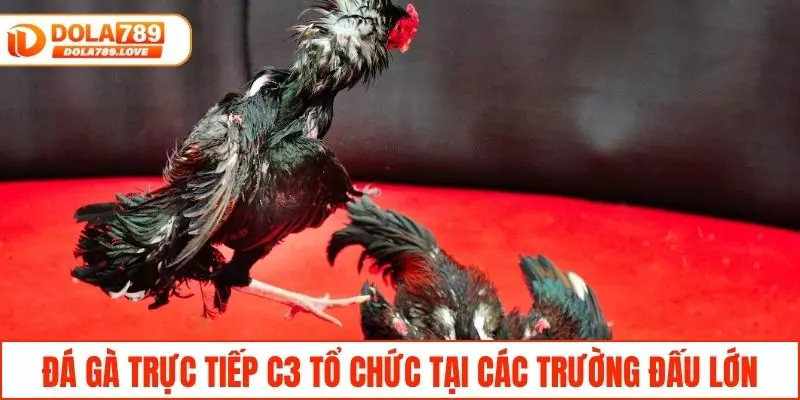 Đá Gà Trực Tiếp C3 - Theo Dõi & Trải Nghiệm Tại DOLA789 Đá gà trực tiếp C3 tổ chức tại các trường đấu lớn