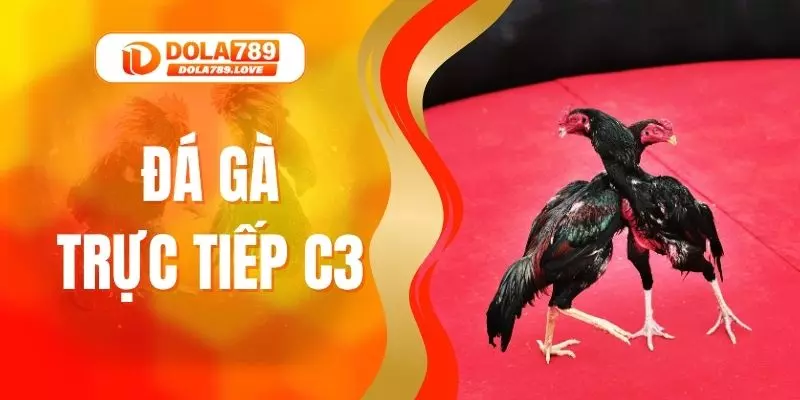 Đá Gà Trực Tiếp C3 - Theo Dõi & Trải Nghiệm Tại DOLA789 Đá Gà Trực Tiếp C3 - Theo Dõi & Trải Nghiệm Tại DOLA789