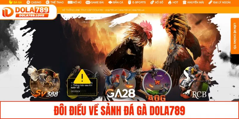 Đôi điều về sảnh đá gà DOLA789