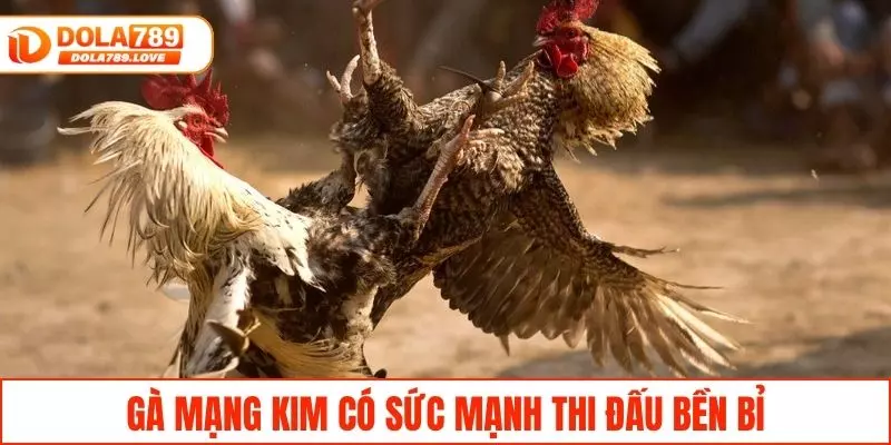 Màu Mạng Đá Gà - Bí Quyết Chọn Gà Chiến Thắng Tại DOLA789 Gà mạng Kim có sức mạnh bền bỉ