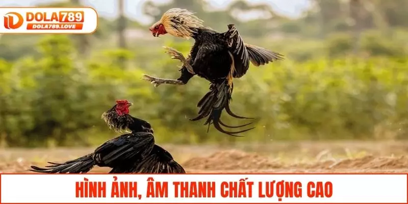Đá Gà Trực Tiếp C3 - Theo Dõi & Trải Nghiệm Tại DOLA789 Hệ thống hình ảnh, âm thanh chất lượng cao
