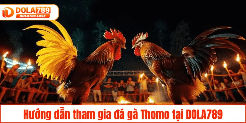 Đá Gà Thomo DOLA789 – Đấu Trường Của Chiến Kê Hàng Đầu Hướng dẫn tham gia đá gà Thomo tại DOLA789