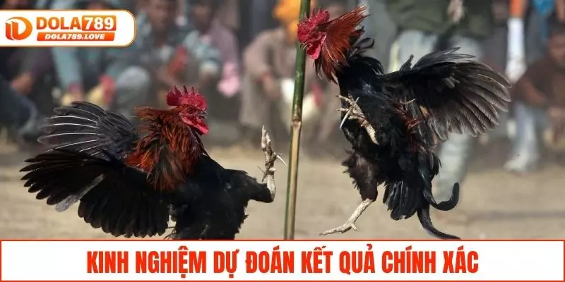 Đá Gà Trực Tiếp C3 - Theo Dõi & Trải Nghiệm Tại DOLA789 Kinh nghiệm đưa ra nhận định chính xác