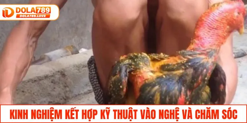 Kỹ Thuật Vào Nghệ Gà Đá Bền Sức Và Lì Đòn Hiệu Quả Kinh nghiệm kết hợp kỹ thuật vào nghệ và cách chăm sóc