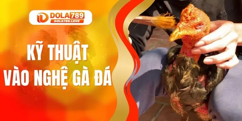 Kỹ Thuật Vào Nghệ Gà Đá Bền Sức Và Lì Đòn Hiệu Quả Kỹ Thuật Vào Nghệ Gà Đá Bền Sức Và Lì Đòn Hiệu Quả