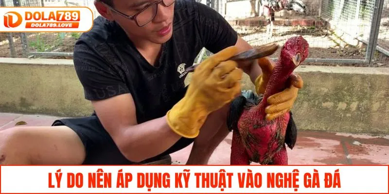 Kỹ Thuật Vào Nghệ Gà Đá Bền Sức Và Lì Đòn Hiệu Quả Lý do nên áp dụng kỹ thuật vào nghệ gà đá