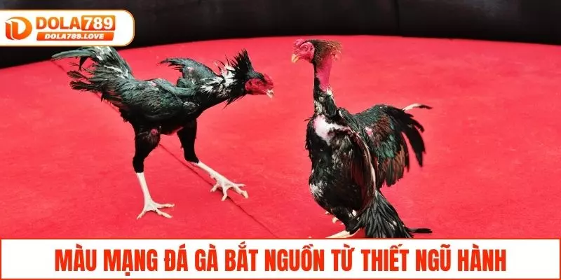 Màu Mạng Đá Gà - Bí Quyết Chọn Gà Chiến Thắng Tại DOLA789 Màu mạng đá gà bắt nguồn từ thiết ngũ hành