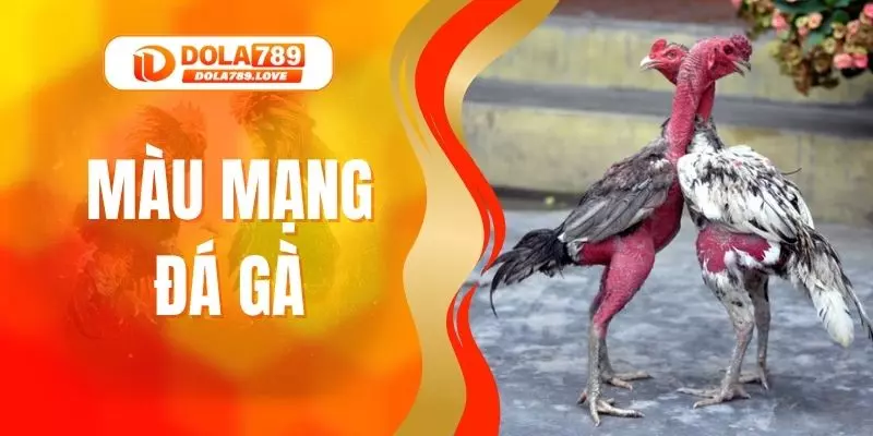Màu Mạng Đá Gà - Bí Quyết Chọn Gà Chiến Thắng Tại DOLA789 Màu Mạng Đá Gà - Bí Quyết Chọn Gà Chiến Thắng Tại DOLA789