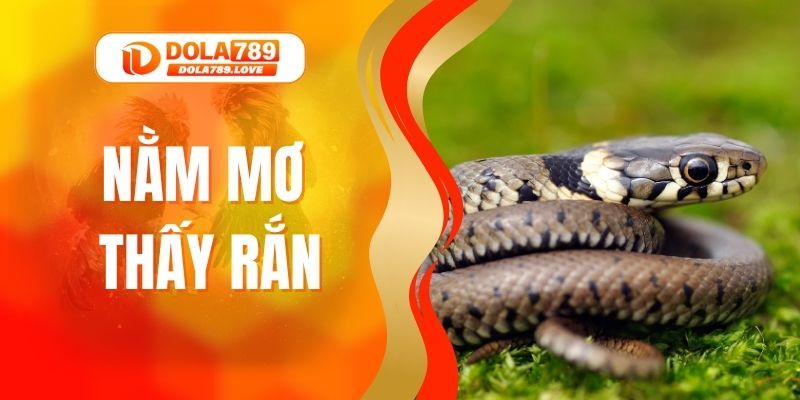 Nằm Mơ Thấy Rắn - Giải Mã Tâm Linh Và Dự Báo Lô Đề Nằm Mơ Thấy Rắn - Giải Mã Tâm Linh Và Dự Báo Lô Đề