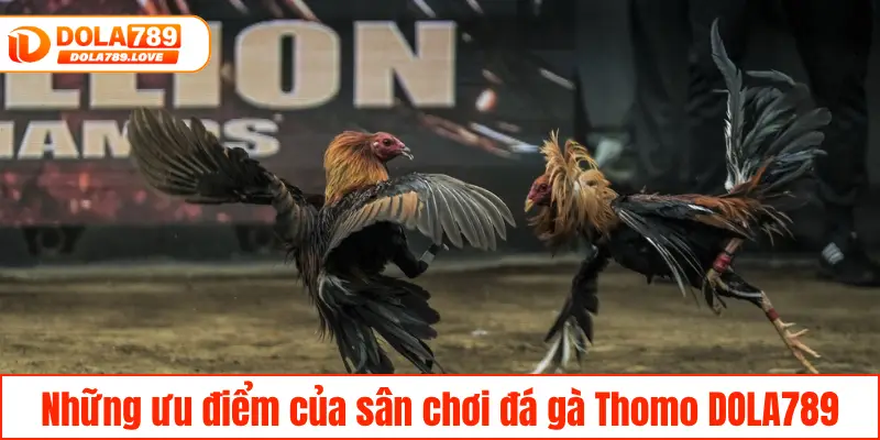 Đá Gà Thomo DOLA789 – Đấu Trường Của Chiến Kê Hàng Đầu Những ưu điểm nổi bật của sân chơi đá gà Thomo DOLA789