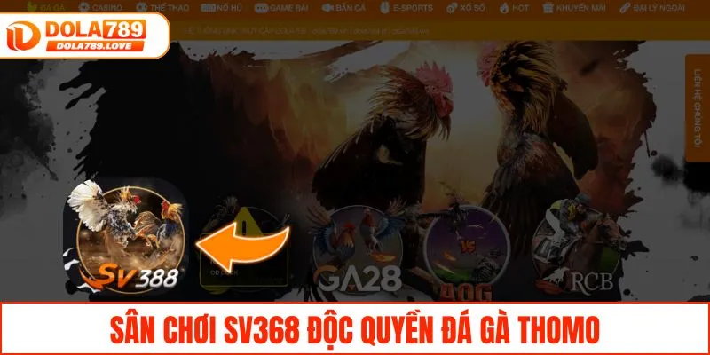 Sân chơi SV368 độc quyền đá gà Thomo