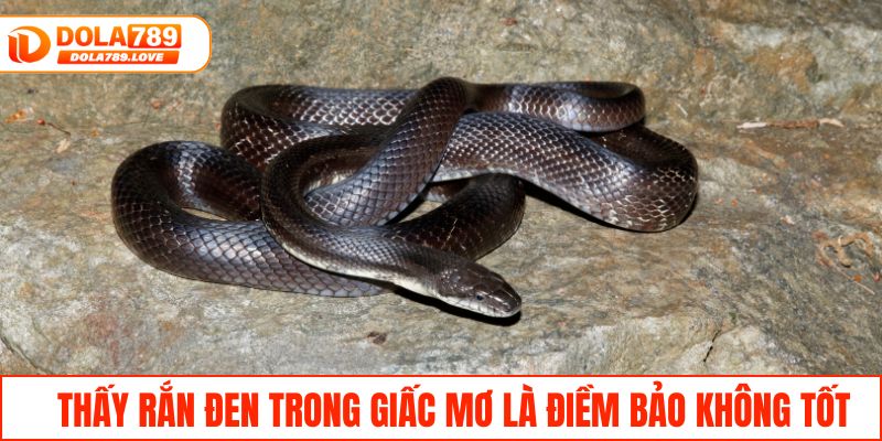 Nằm Mơ Thấy Rắn - Giải Mã Tâm Linh Và Dự Báo Lô Đề Thấy rắn đen trong giấc mơ là điềm bảo không tốt