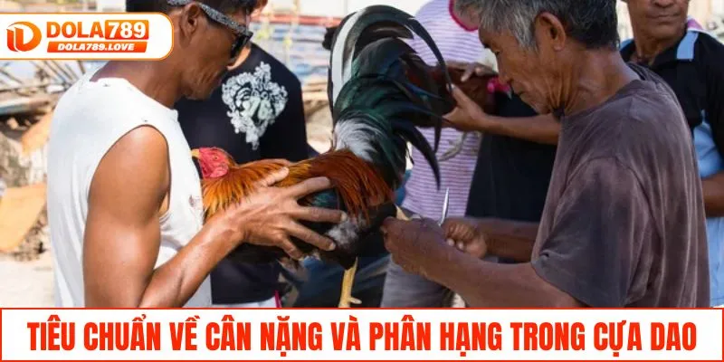 Đá Gà Cựa Dao - Tìm Hiểu Luật Và Các Hình Thức Cược Dễ Chơi Tiêu chuẩn về cân nặng và phân hạng trong cựa dao