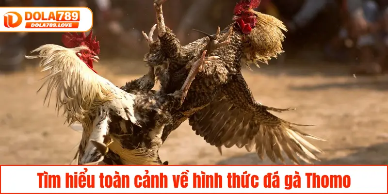 Đá Gà Thomo DOLA789 – Đấu Trường Của Chiến Kê Hàng Đầu Tìm hiểu toàn cảnh về hình thức đá gà Thomo