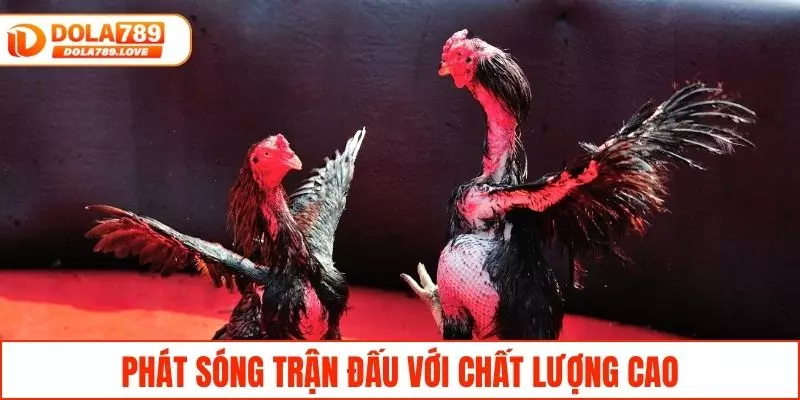Đá Gà Campuchia - Theo Dõi Trận Đấu Gay Cấn Tại DOLA789 Trận đấu được phát sóng với chất lượng cao