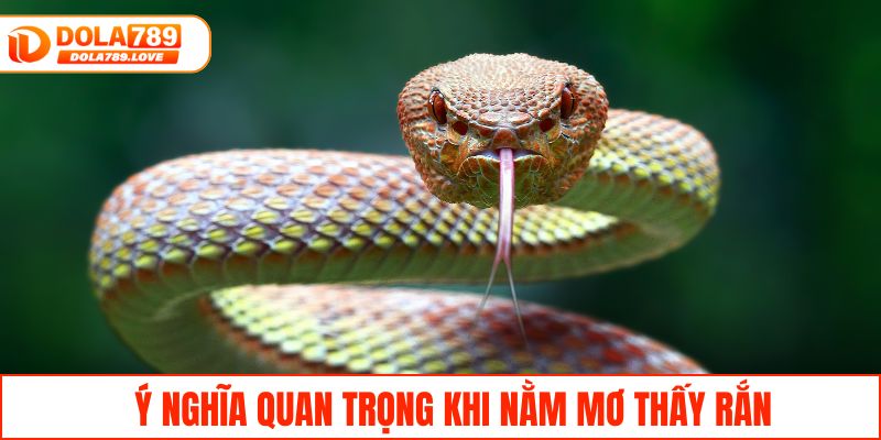 Nằm Mơ Thấy Rắn - Giải Mã Tâm Linh Và Dự Báo Lô Đề Ý nghĩa quan trọng khi nằm mơ thấy rắn
